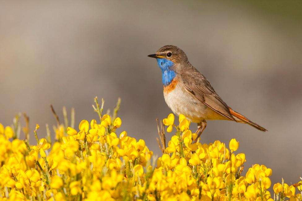 Se reproduce en las montañas